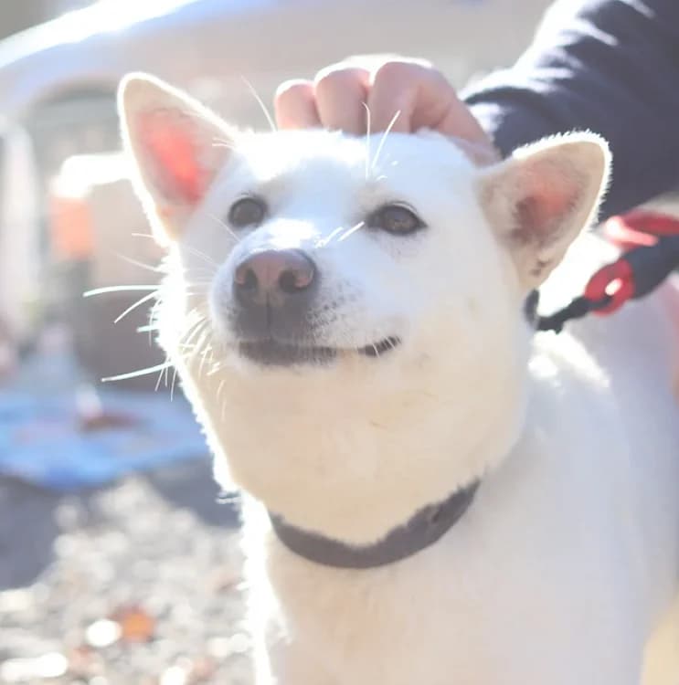 Laia, female senior Mixed Breed for adoption at German Hands meet Korean Paws e.V., Ebstorf
