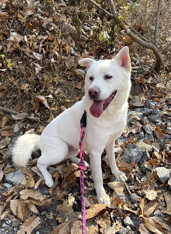 Kenny, male senior Mixed Breed for adoption at German Hands meet Korean Paws e.V., Ebstorf