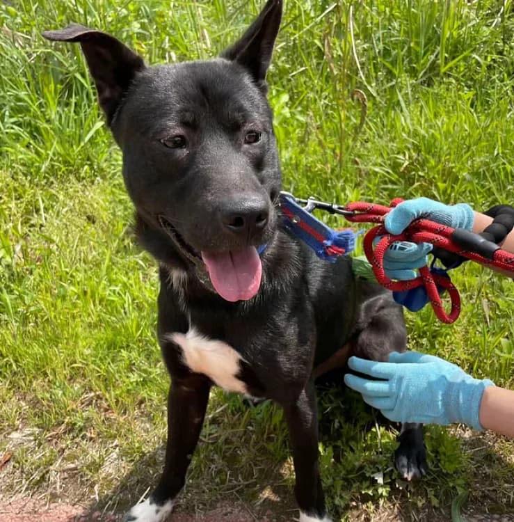Jet, weiß male 7yo Mixed Breed for adoption at German Hands meet Korean Paws e.V., Ebstorf