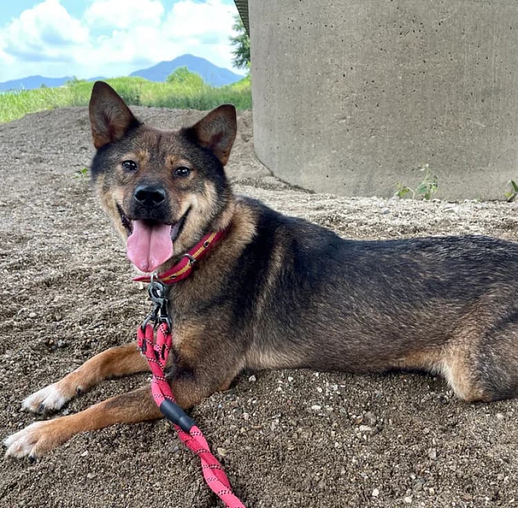 Cheeky, weiß female 5yo Mixed Breed for adoption at German Hands meet Korean Paws e.V., Ebstorf