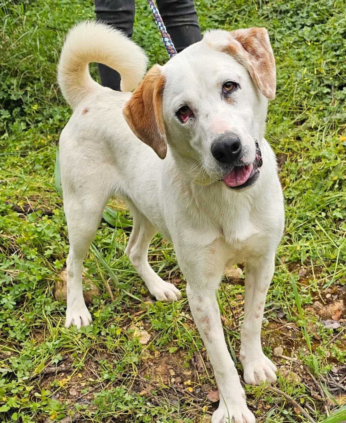 Adonis, male young Mixed Breed for adoption at Kreta Hunde (Tierschutz Heraklion)