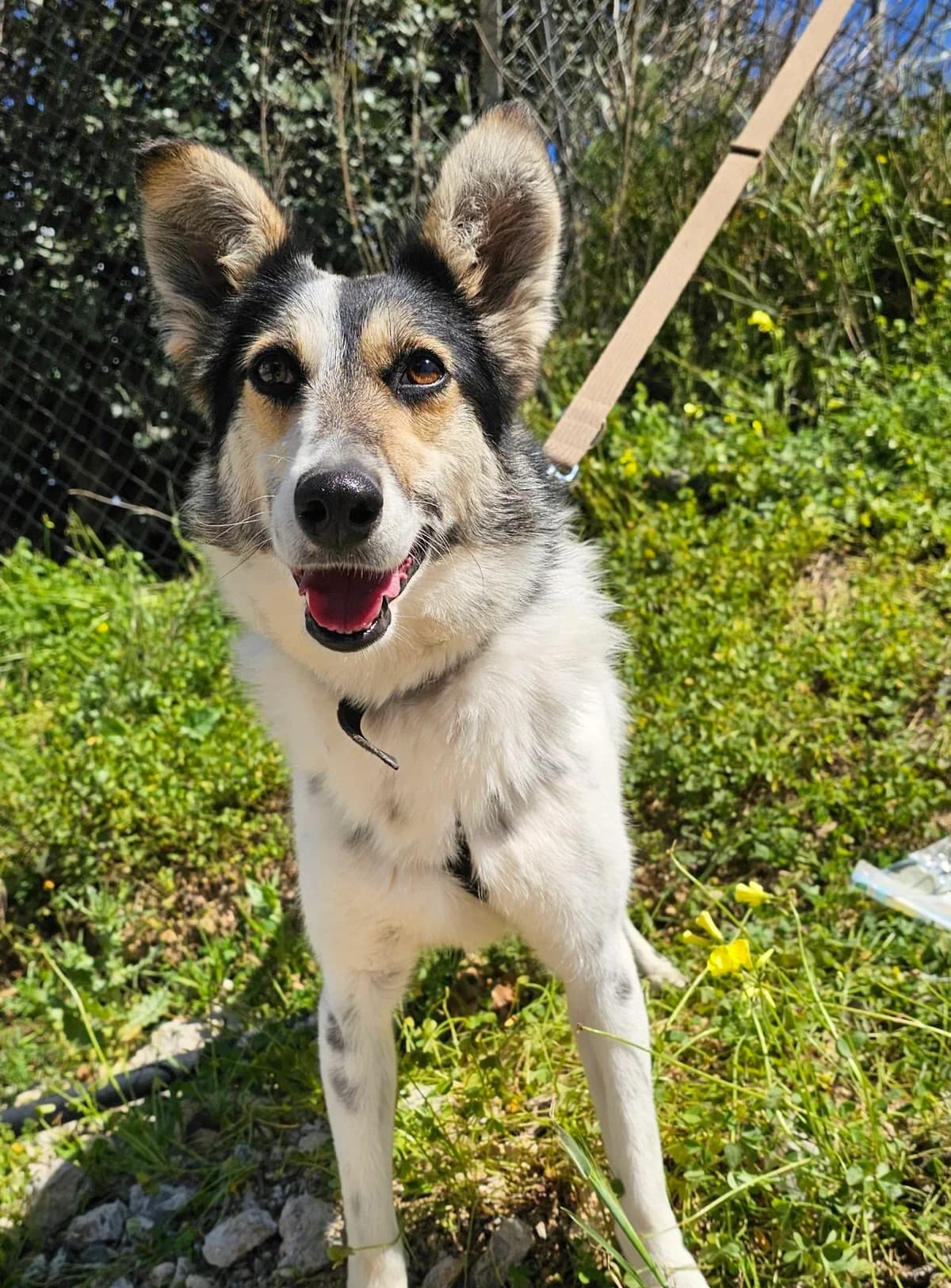 Artemis, female puppy Mixed Breed for adoption at Kreta Hunde (Tierschutz Heraklion)