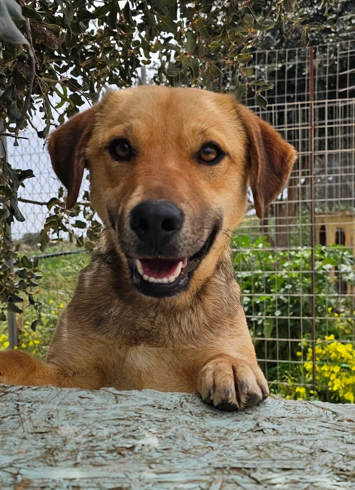 Barbie, female puppy Mixed Breed for adoption at Kreta Hunde (Tierschutz Heraklion)
