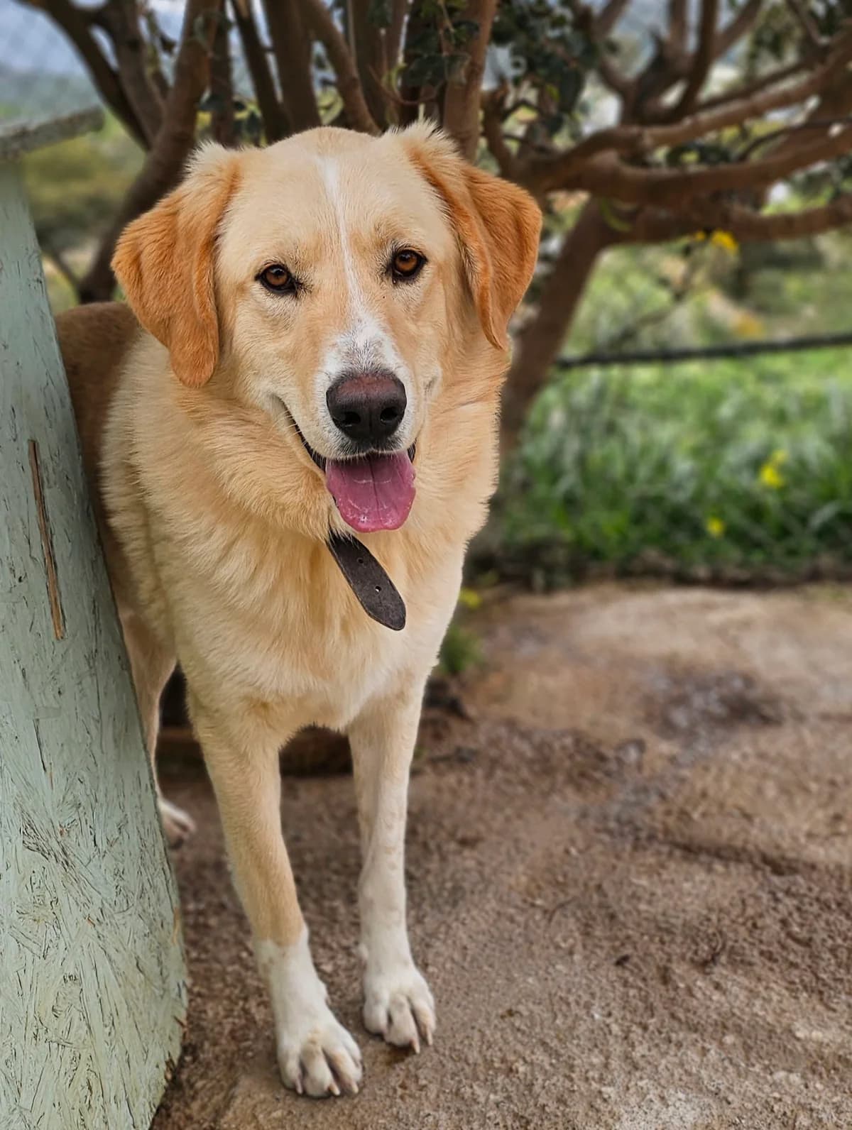 Bear, male puppy Mixed Breed for adoption at Kreta Hunde (Tierschutz Heraklion)