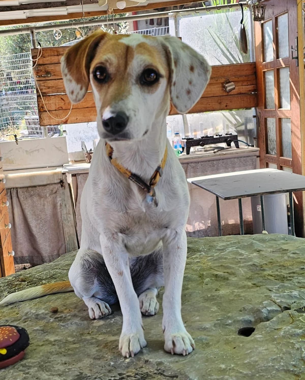 Betty, female young Mixed Breed for adoption at Kreta Hunde (Tierschutz Heraklion)