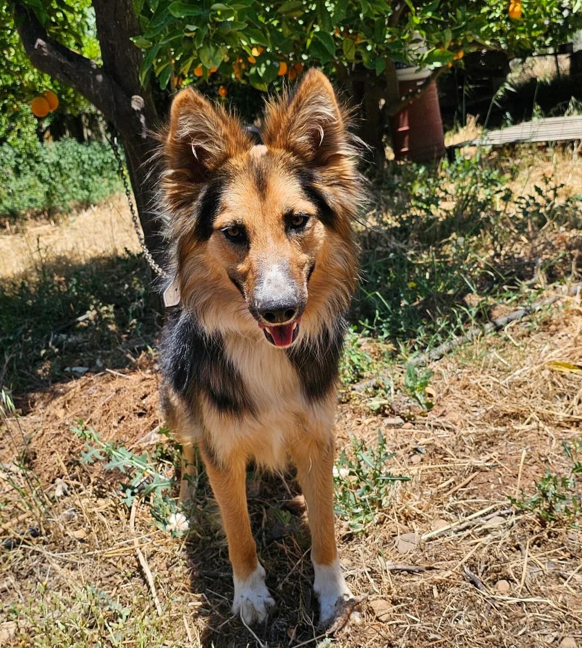 Buck, male 3yo Mixed Breed for adoption at Kreta Hunde (Tierschutz Heraklion)