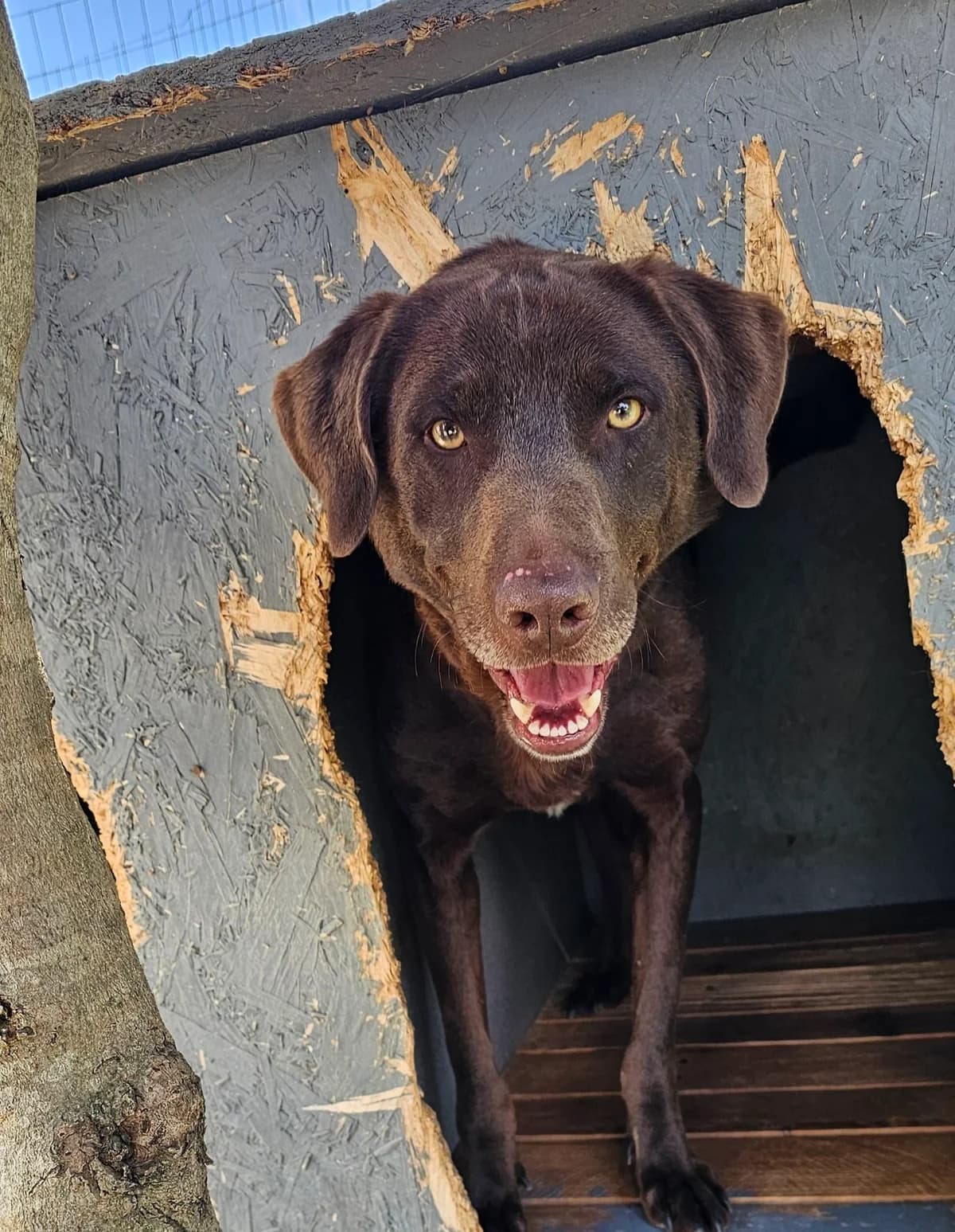 Choco, male puppy Mixed Breed for adoption at Kreta Hunde (Tierschutz Heraklion)