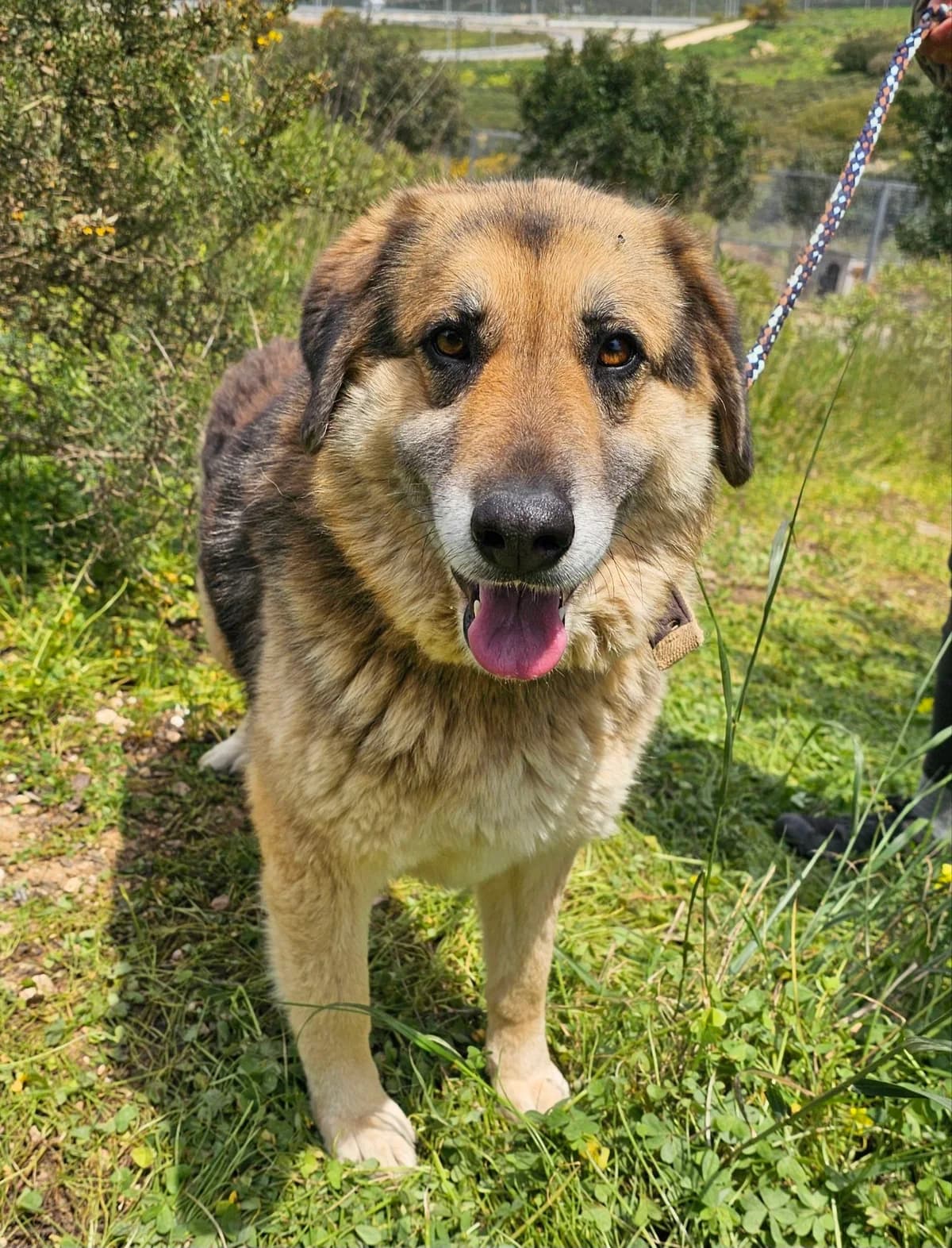 Elpida, female puppy Mixed Breed for adoption at Kreta Hunde (Tierschutz Heraklion)