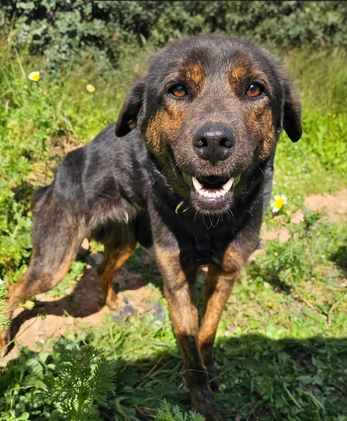 Dora, female puppy Mixed Breed for adoption at Kreta Hunde (Tierschutz Heraklion)