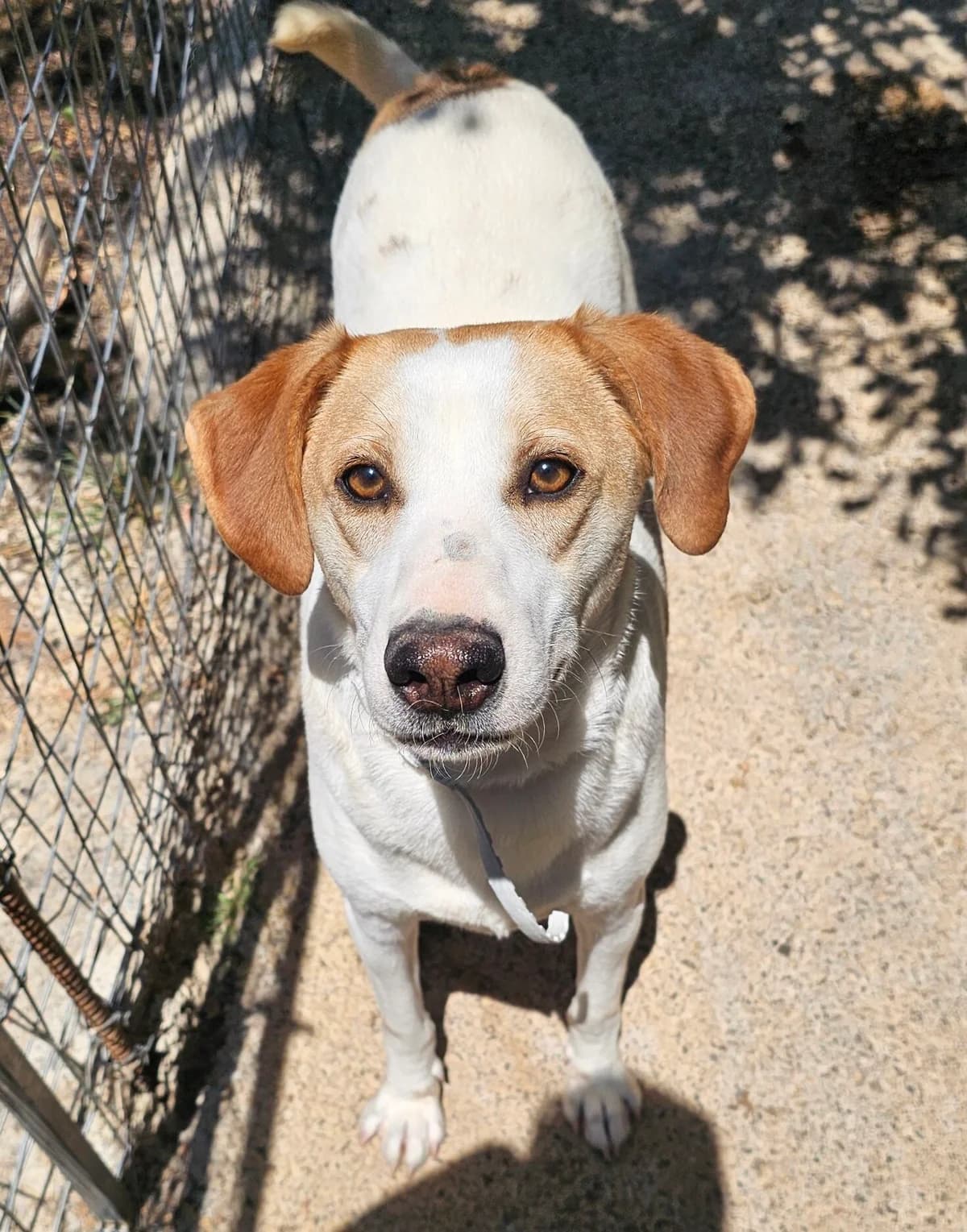 Frixos, male puppy Mixed Breed for adoption at Kreta Hunde (Tierschutz Heraklion)