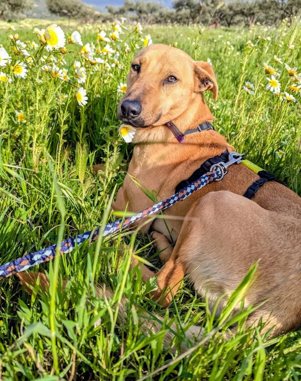 Calypso, female puppy Mixed Breed for adoption at Kreta Hunde (Tierschutz Heraklion)