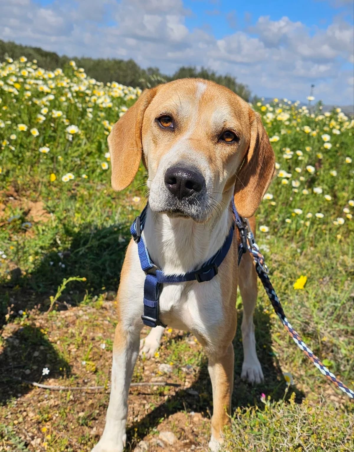 Kelly, female puppy Mixed Breed for adoption at Kreta Hunde (Tierschutz Heraklion)