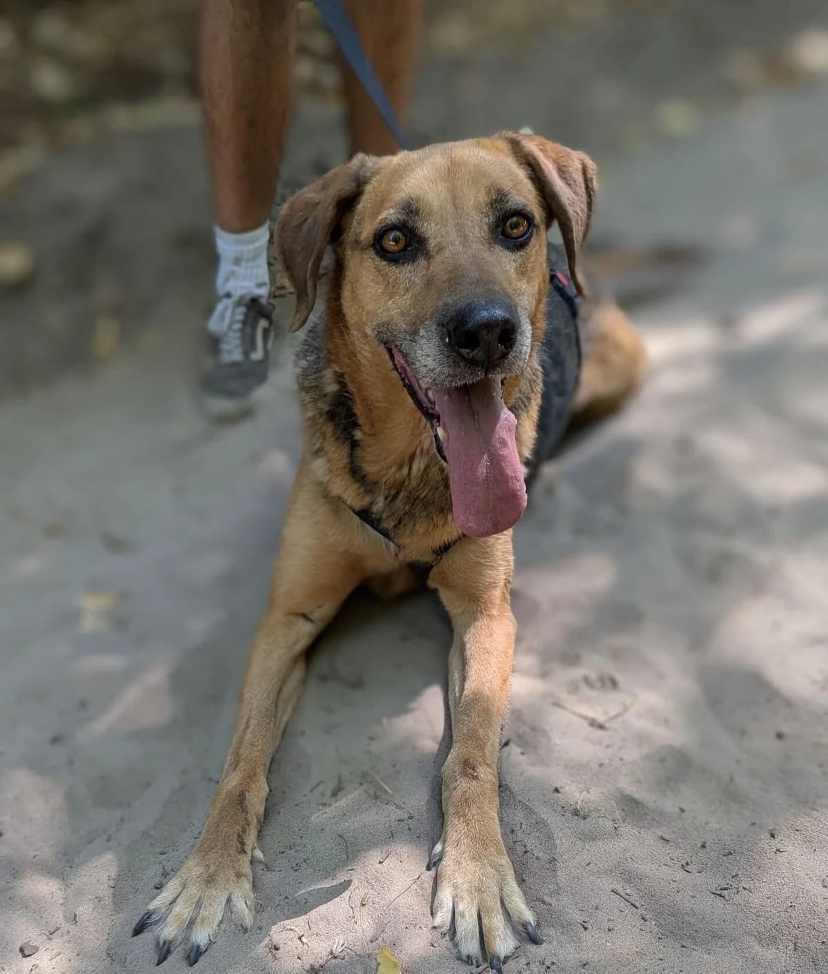 Kyra, female senior Mixed Breed for adoption at Kreta Hunde (Tierschutz Heraklion)