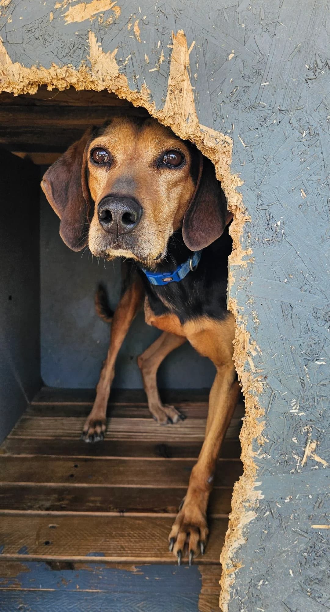 Lady, female 4yo Mixed Breed for adoption at Kreta Hunde (Tierschutz Heraklion)