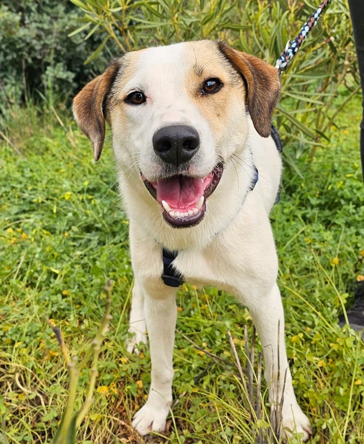 Lani, female puppy Mixed Breed for adoption at Kreta Hunde (Tierschutz Heraklion)