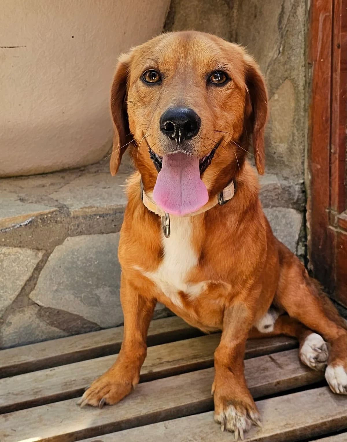 Lino, male puppy Mixed Breed for adoption at Kreta Hunde (Tierschutz Heraklion)