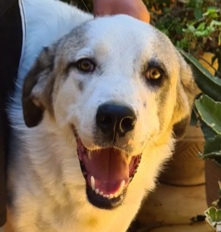 Luca, male 5yo mixed breed for adoption at Kreta Hunde (Tierschutz Heraklion)