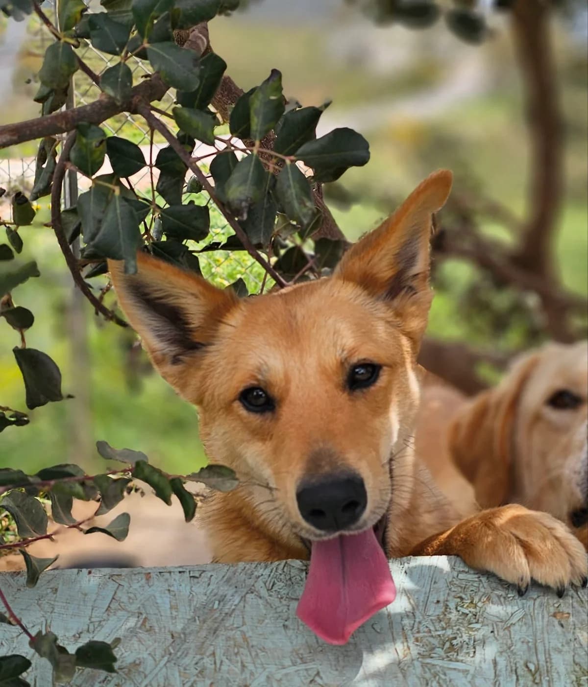 Marie, female puppy Mixed Breed for adoption at Kreta Hunde (Tierschutz Heraklion)