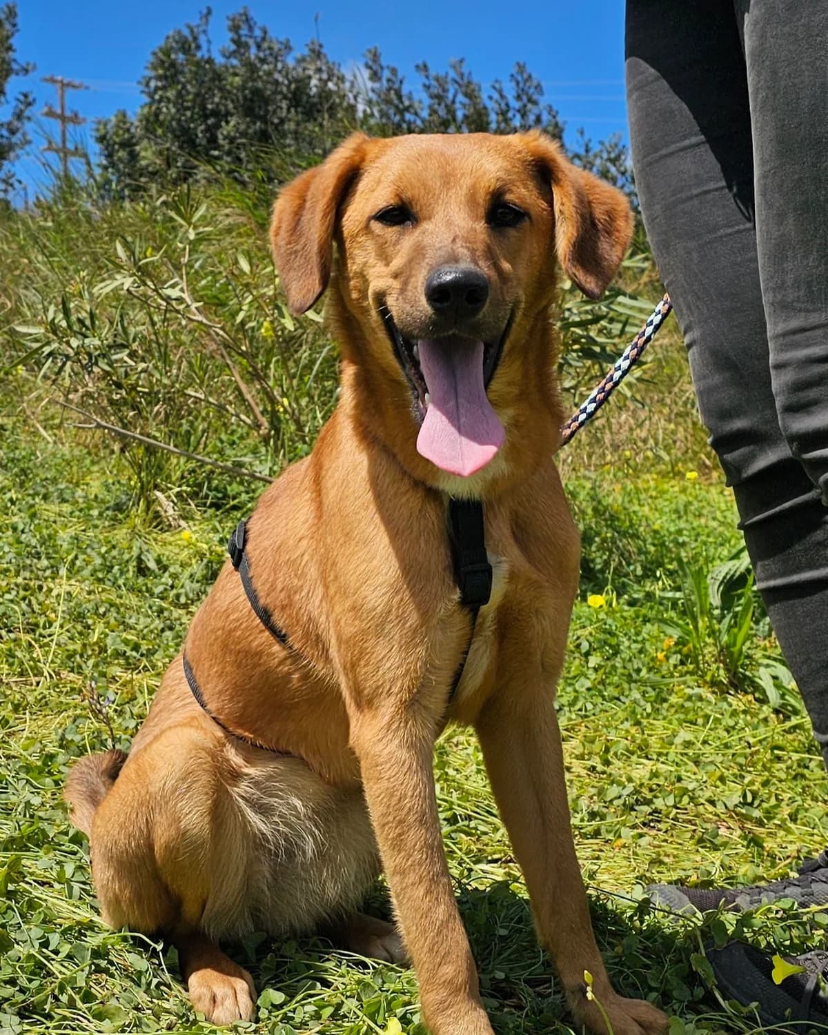 Marla, Mixed Breed (Kreta Hunde (Tierschutz Heraklion))