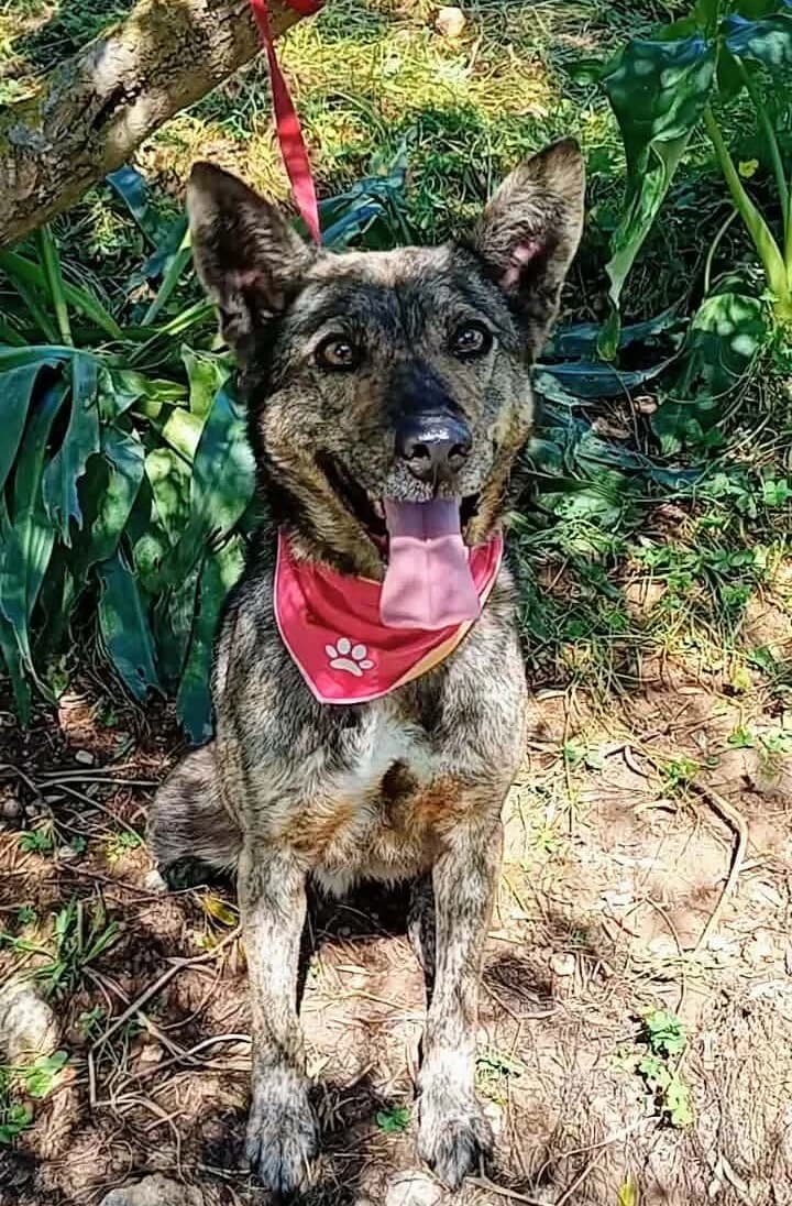 Mogli, male puppy Mixed Breed for adoption at Kreta Hunde (Tierschutz Heraklion)