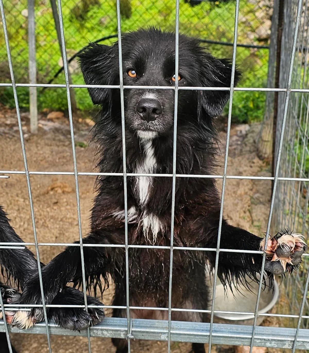 Nontas, male puppy Mixed Breed for adoption at Kreta Hunde (Tierschutz Heraklion)