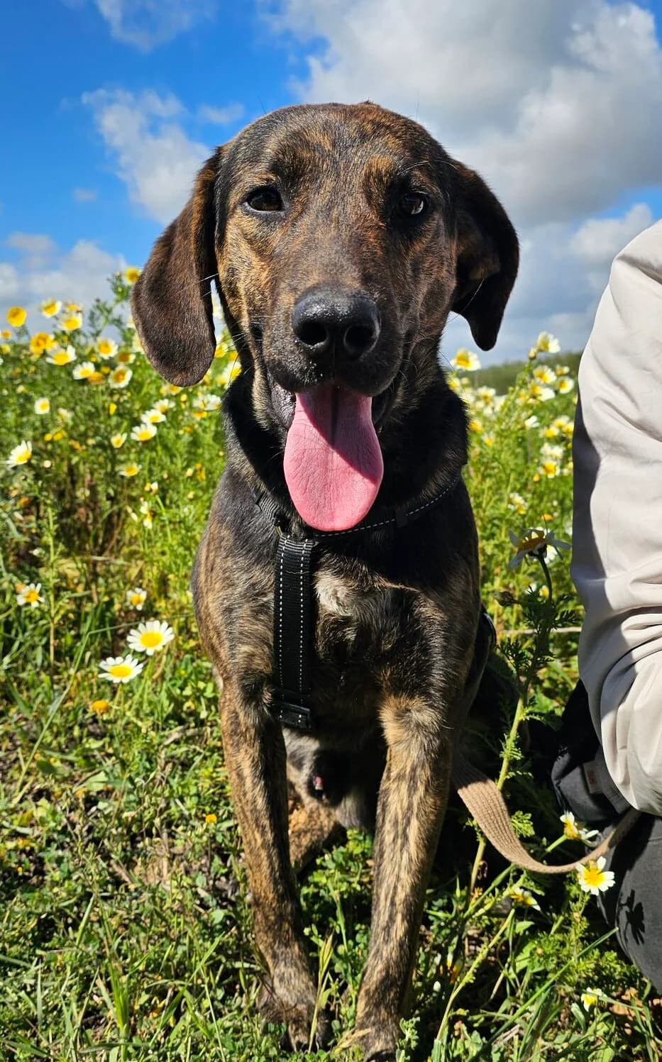 Orestis, male puppy Mixed Breed for adoption at Kreta Hunde (Tierschutz Heraklion)