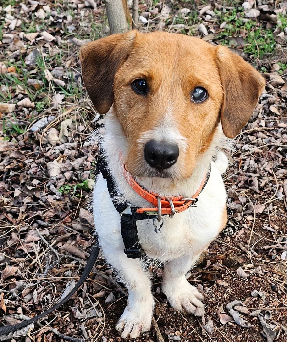 Palko, male senior Mixed Breed for adoption at Kreta Hunde (Tierschutz Heraklion)