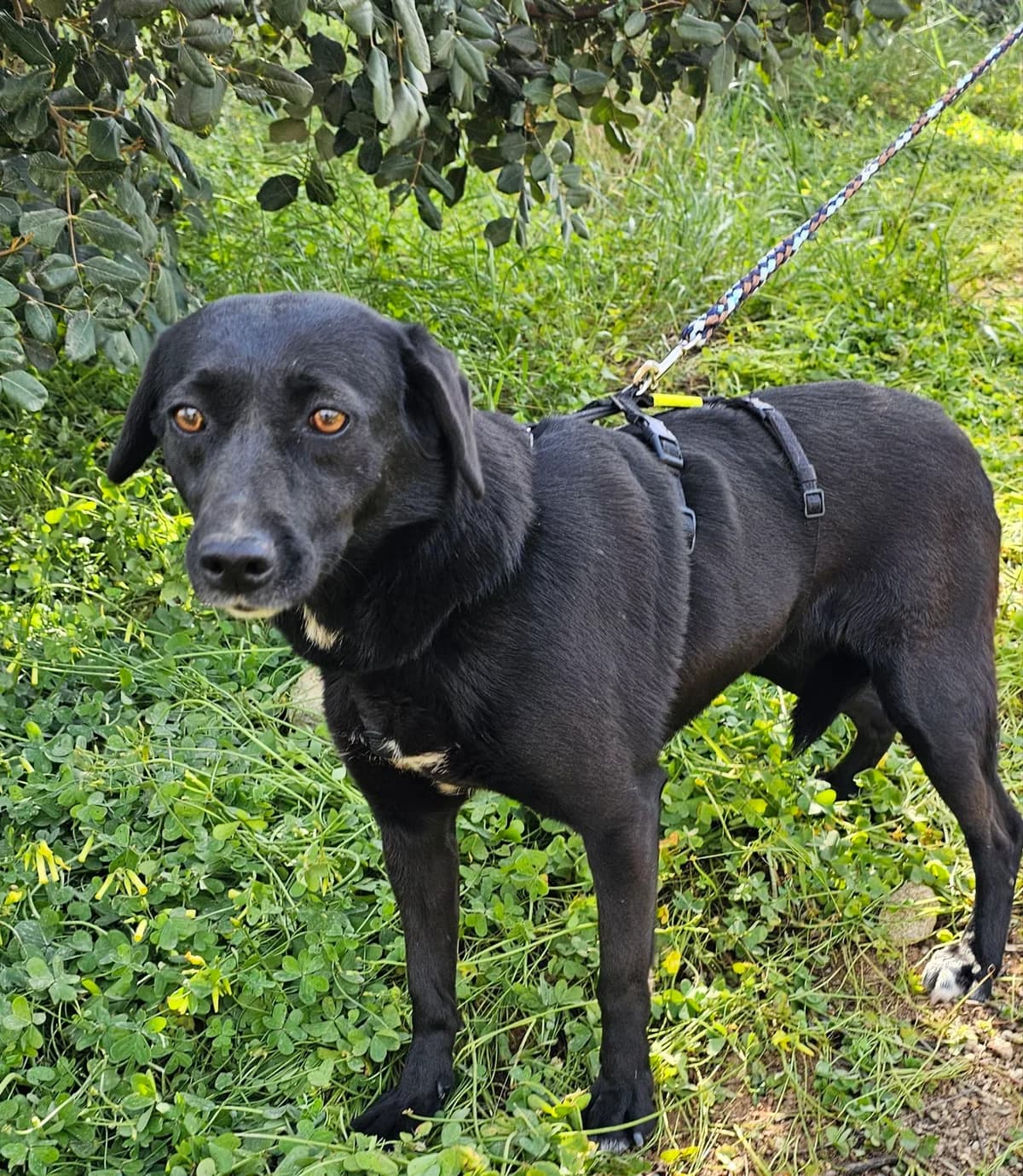Peppi, female puppy Mixed Breed for adoption at Kreta Hunde (Tierschutz Heraklion)
