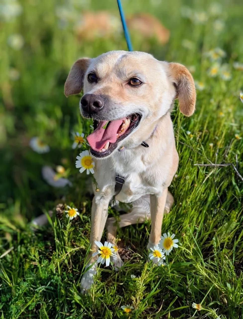 Pipis, male puppy Mixed Breed for adoption at Kreta Hunde (Tierschutz Heraklion)
