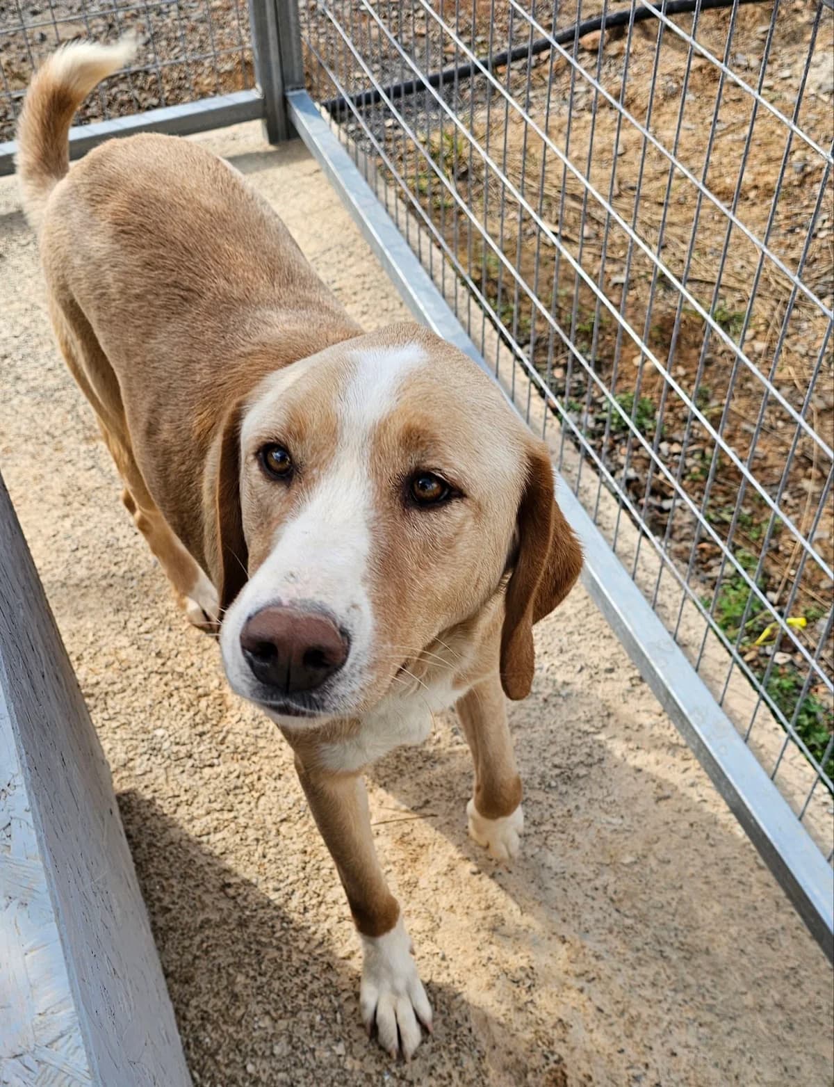 Pluto, male puppy Mixed Breed for adoption at Kreta Hunde (Tierschutz Heraklion)