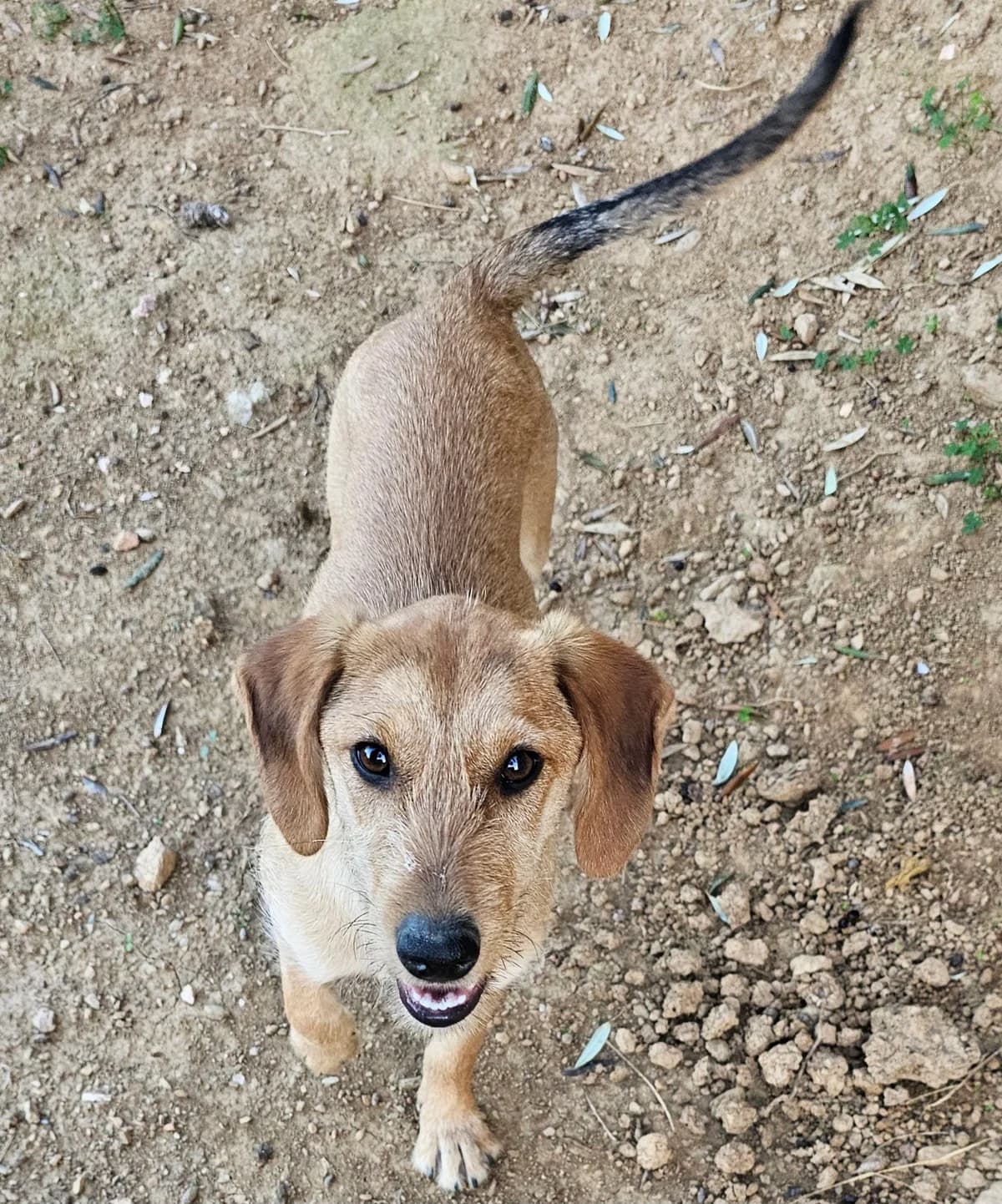 Quinny,  young Mixed Breed for adoption at Kreta Hunde (Tierschutz Heraklion)