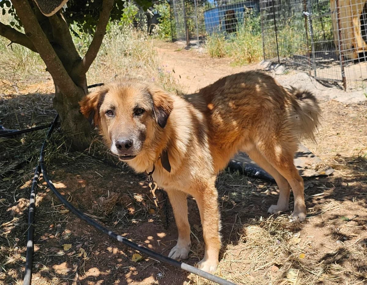 Rafal, male puppy mixed breed for adoption at Kreta Hunde (Tierschutz Heraklion)