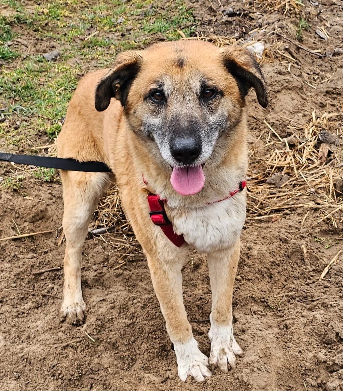 Ricki, male Mixed Breed for adoption at Kreta Hunde (Tierschutz Heraklion)