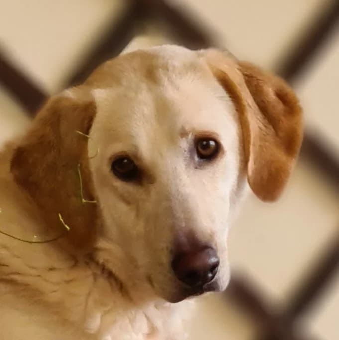 Sam,  senior Mixed Breed for adoption at Kreta Hunde (Tierschutz Heraklion)