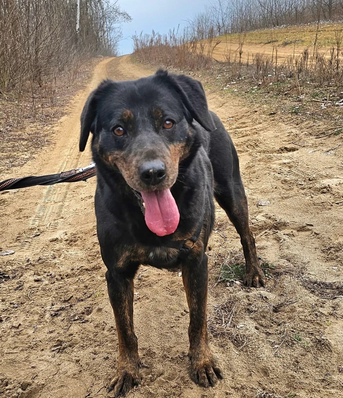 Sheeba, female senior Mixed Breed for adoption at Kreta Hunde (Tierschutz Heraklion)