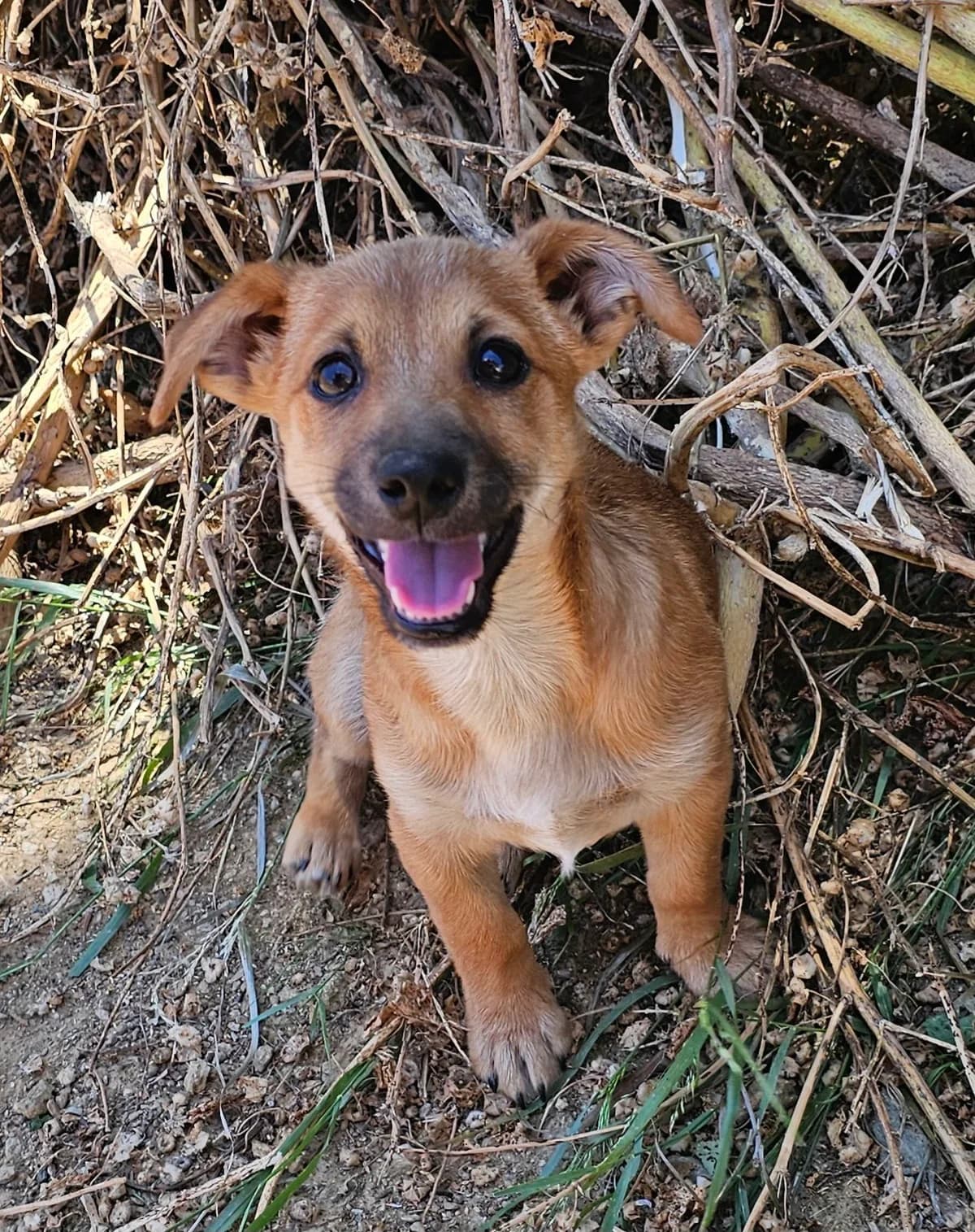 Timmy,  puppy Mixed Breed for adoption at Kreta Hunde (Tierschutz Heraklion)
