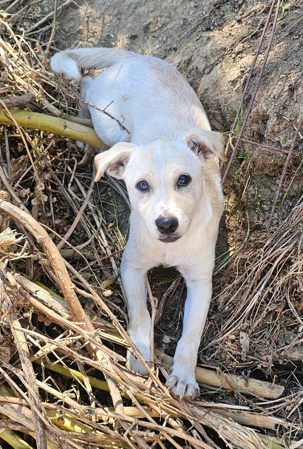 Tony,  puppy Mixed Breed for adoption at Kreta Hunde (Tierschutz Heraklion)