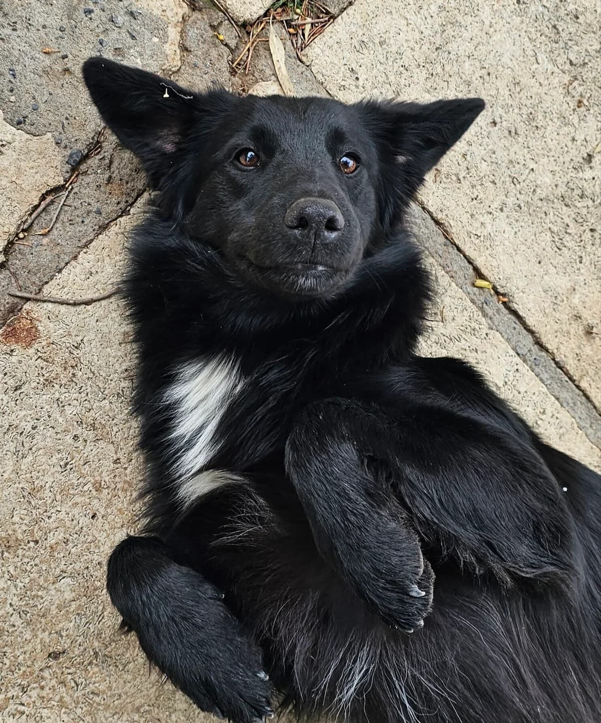Urmel, schwarz male young mixed breed for adoption at Kreta Hunde (Tierschutz Heraklion)
