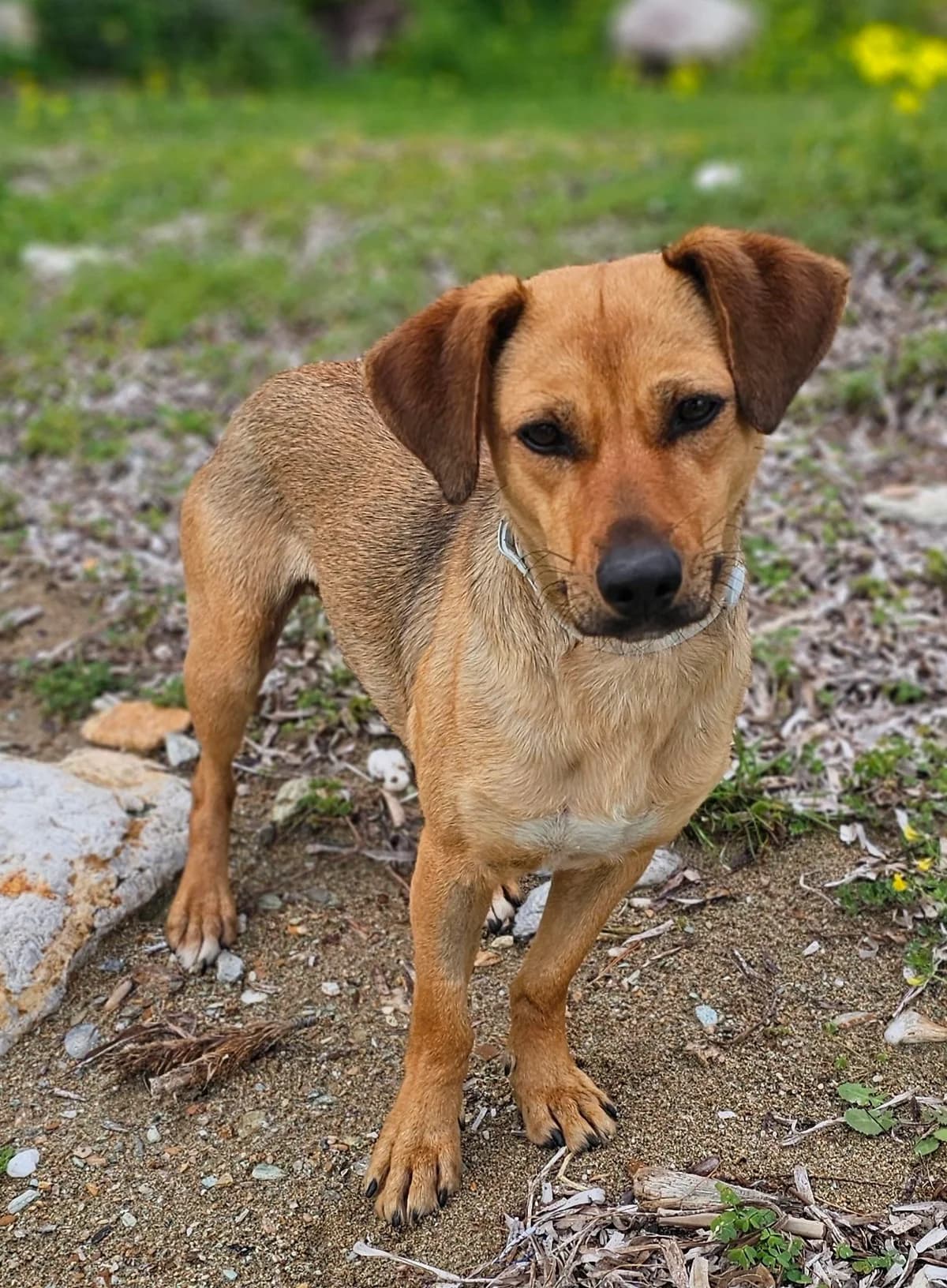 Viki, female Mixed Breed for adoption at Kreta Hunde (Tierschutz Heraklion)