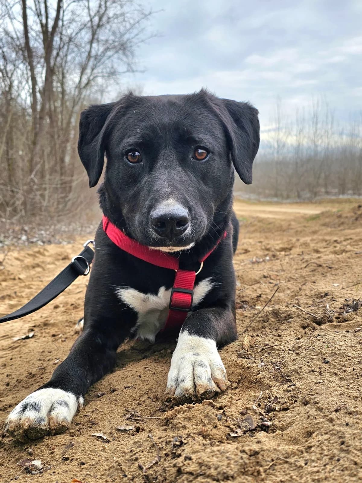 Zoff, male 3yo Mixed Breed for adoption at Kreta Hunde (Tierschutz Heraklion)