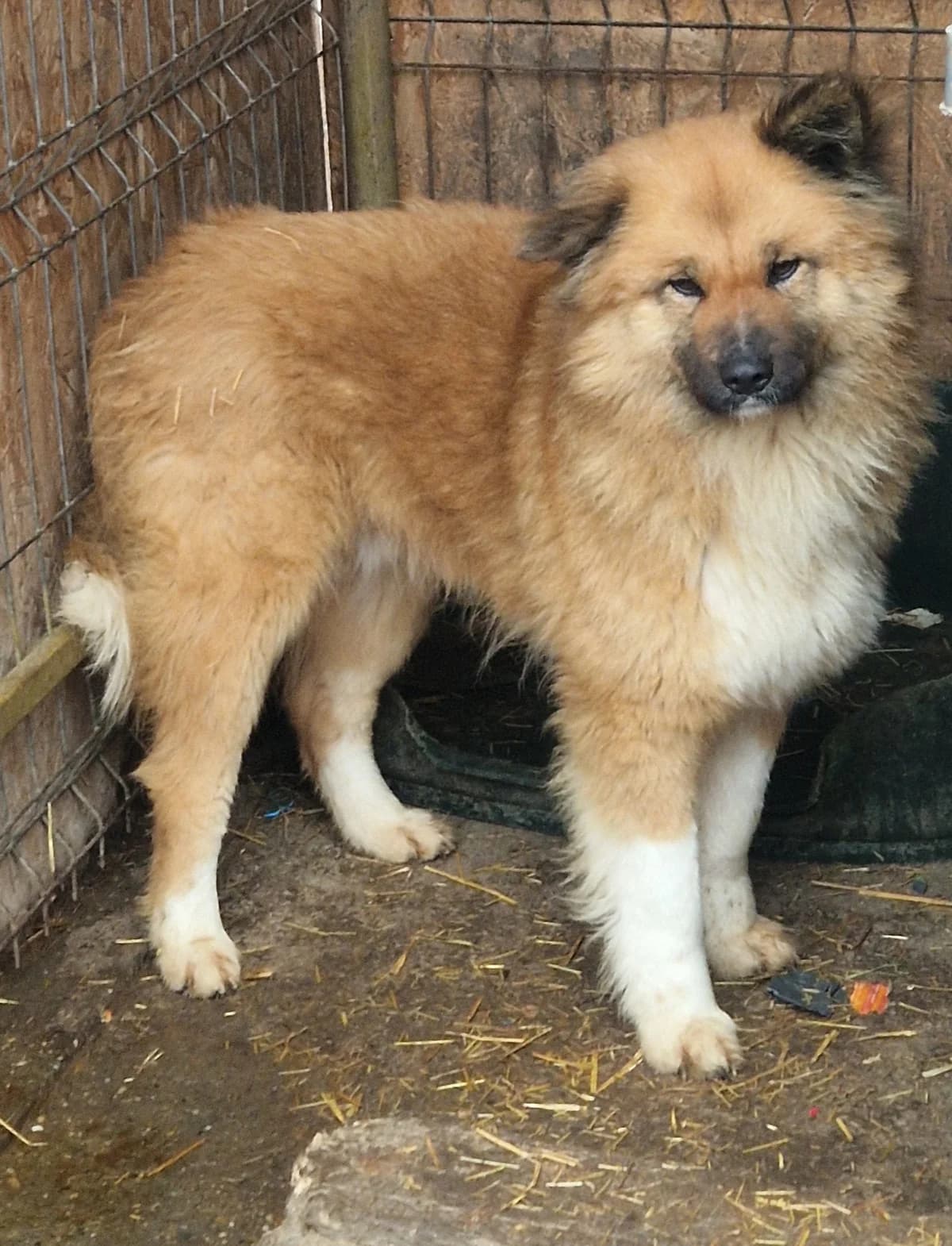 Gismo, male 7yo Mixed Breed for adoption at Little Souls