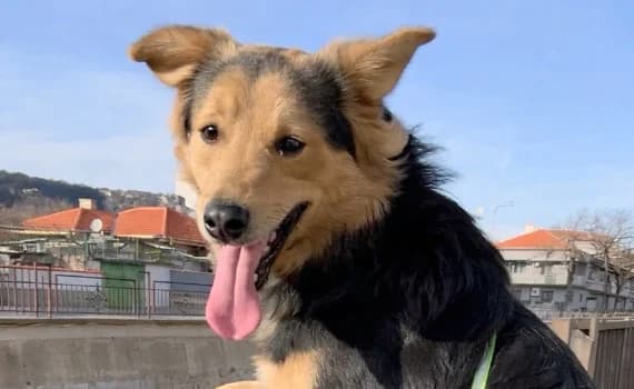 Tobi, Mixed Breed (Look-Tierschutzverein Deutschland e.V.)