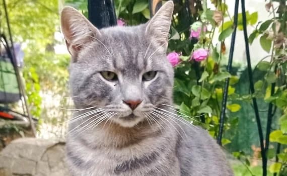 Ayana & Shani, female Mixed Breed for adoption at A.D.A. Noguera