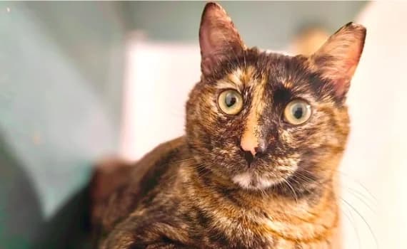 Leni, female 4yo Mixed Breed for adoption at Look-Tierschutzverein Deutschland e.V., Hamburg