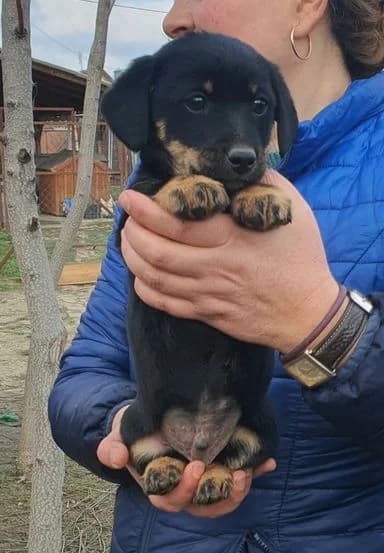 Lovely - auf Pflegestelle in 76776 Neuburg am Rhein, female young Dachshund for adoption at Loved Dogs e.V., Neuburg am Rhein