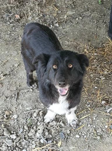 Missi, female 6yo Mixed Breed for adoption at Loved Dogs e.V., Neuburg am Rhein
