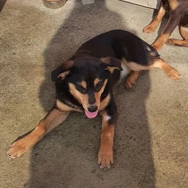 Rosalie - Auf Pflegestelle in 49716 Meppen, female Dachshund for adoption at Loved Dogs e.V.