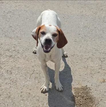 Nealy, female 4yo Pointer for adoption at MEDA e.V. - Rescue Shelter Šabac