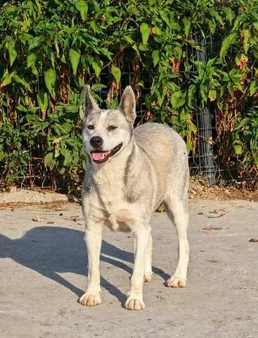 Ylvie, female 4yo Husky for adoption at MEDA e.V. - Rescue Shelter Šabac
