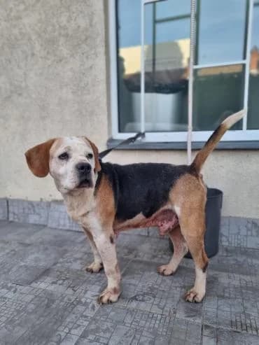 Eddy ist ein Hund mit Charakter, male 7yo Beagle for adoption at MEDA e.V. - Rescue Shelter Šabac